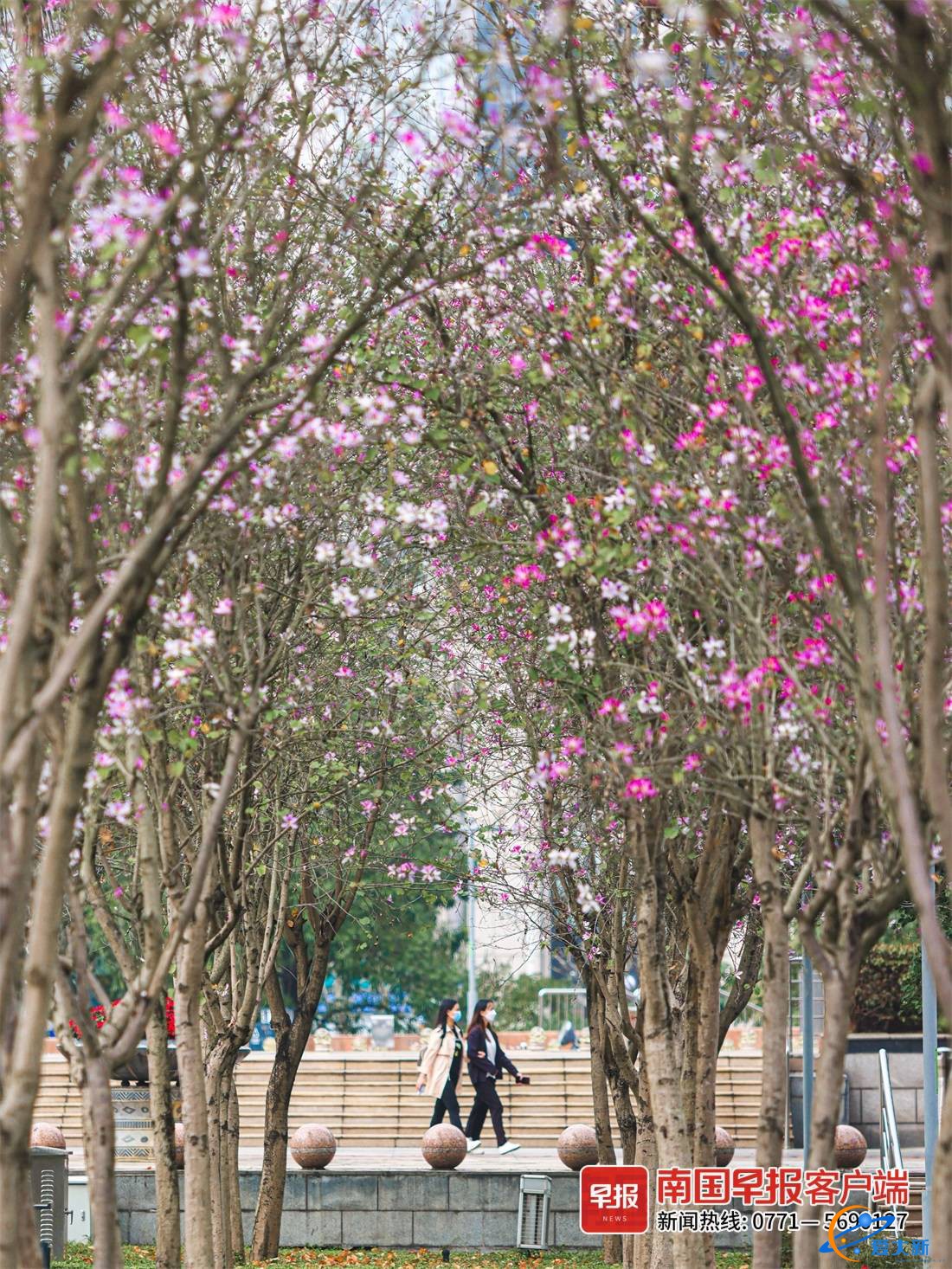 又到赏花时！一树一世界，邕城洋紫荆惊艳亮相-1.jpg