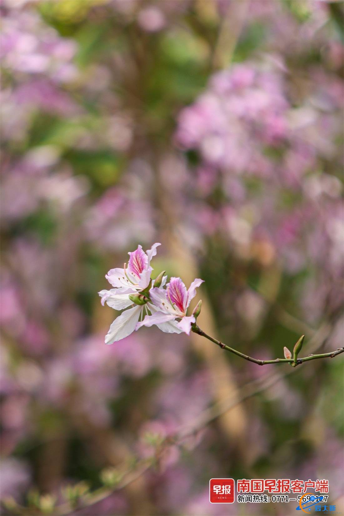 又到赏花时！一树一世界，邕城洋紫荆惊艳亮相-5.jpg